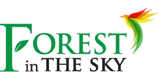 Forest In The Sky